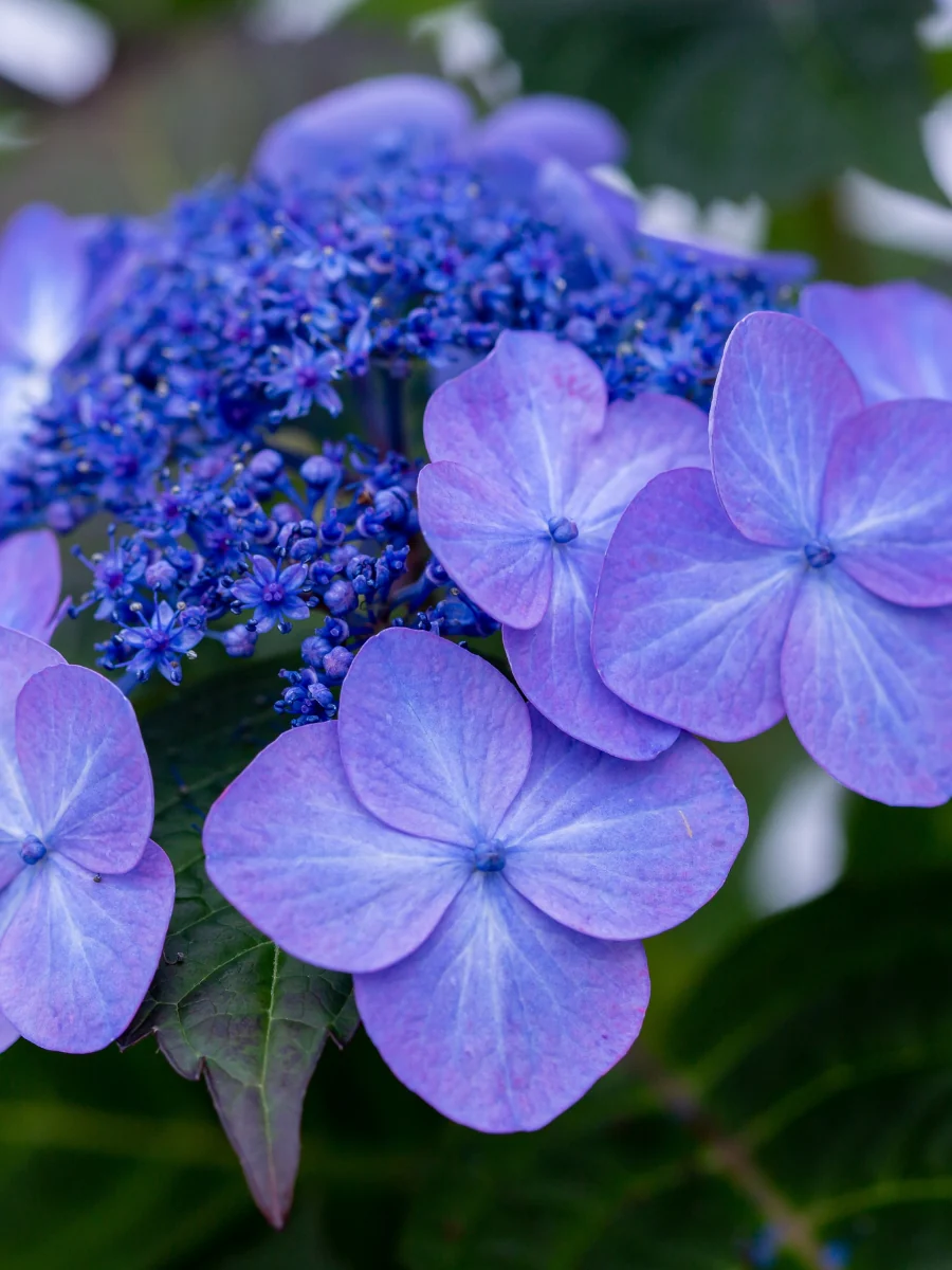 Hydrangea Macrophylla | Endless Summer® Pop Star® 2G - Image 4
