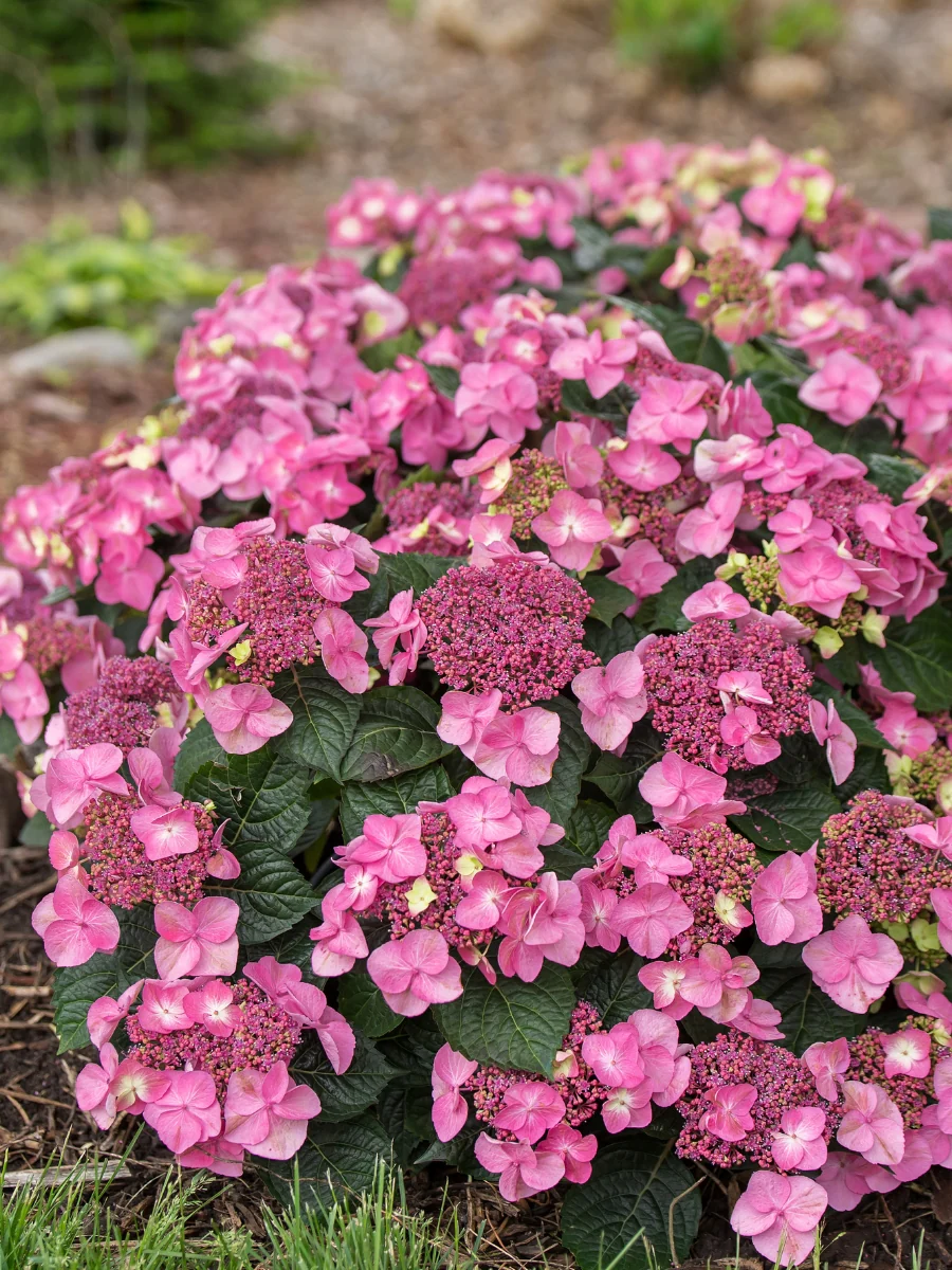 Hydrangea Macrophylla | Endless Summer® Pop Star® 2G - Image 5