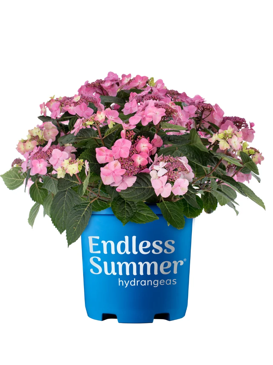 Hydrangea Macrophylla | Endless Summer® Pop Star® 2G - Image 6