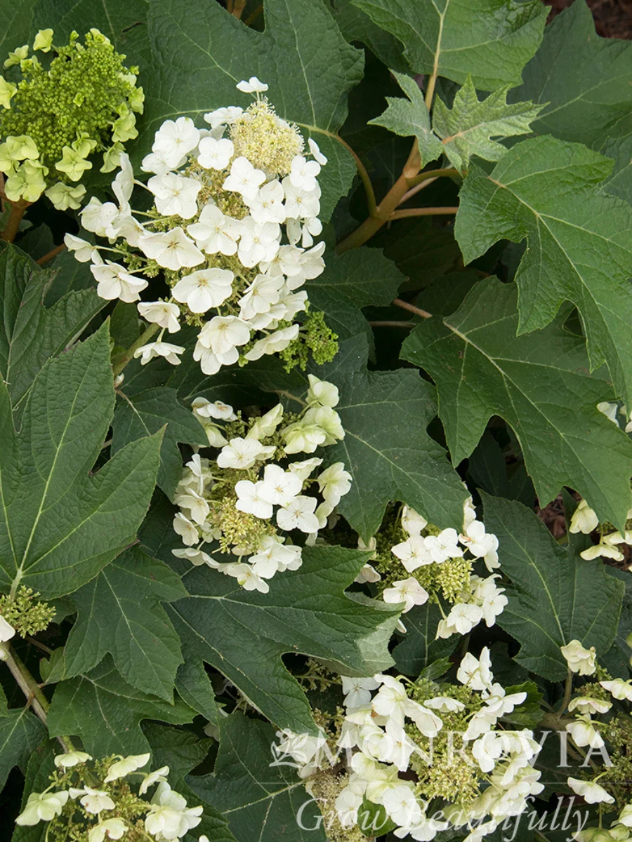 Hydrangea Oakleaf 'Munchkin' 2G