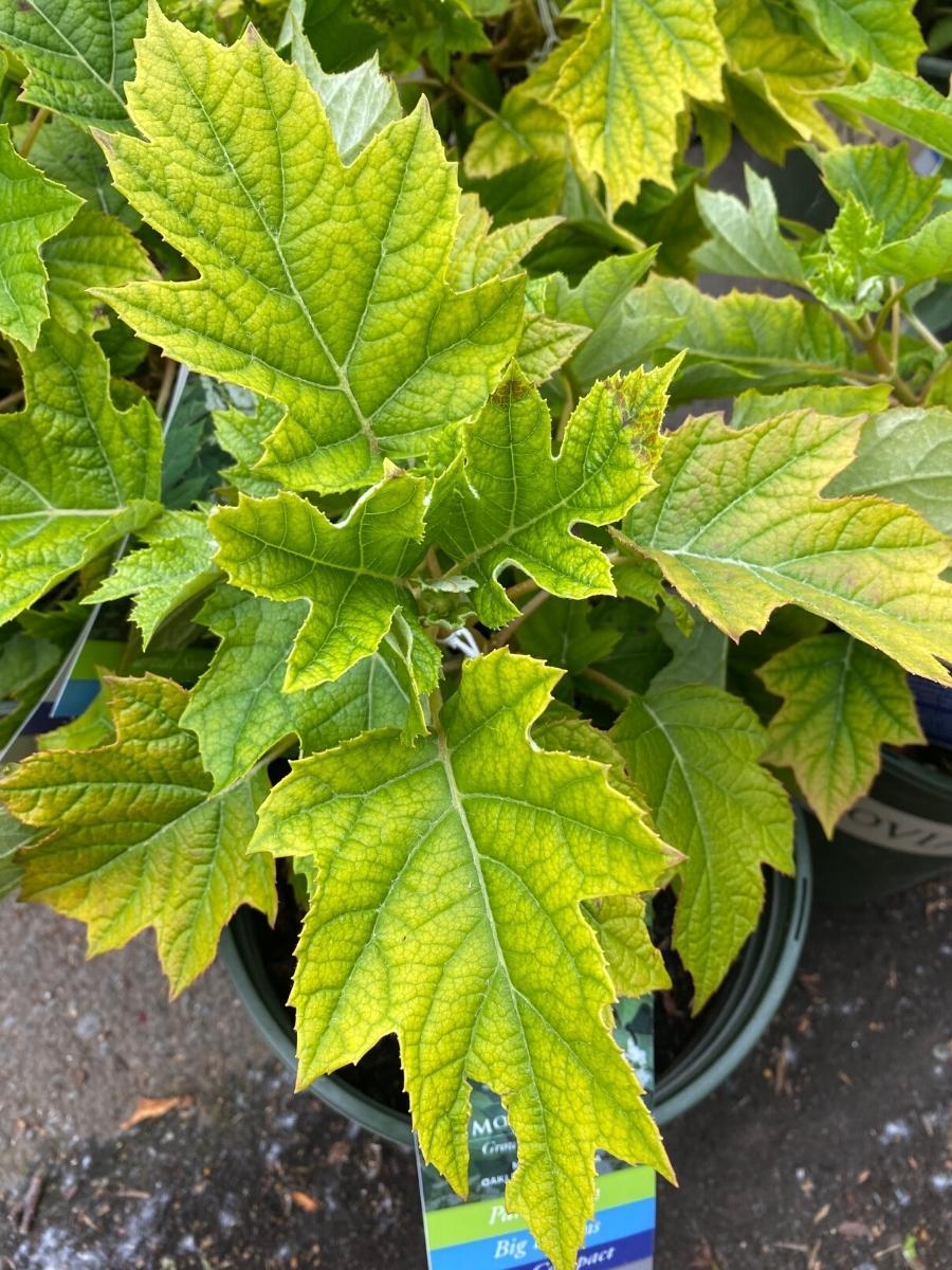 Hydrangea Oakleaf 'Munchkin' 2G - Image 2