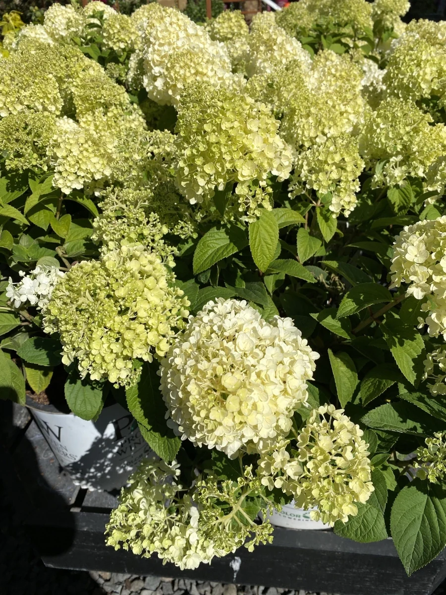 Hydrangea Panicle | Bobo - Image 2