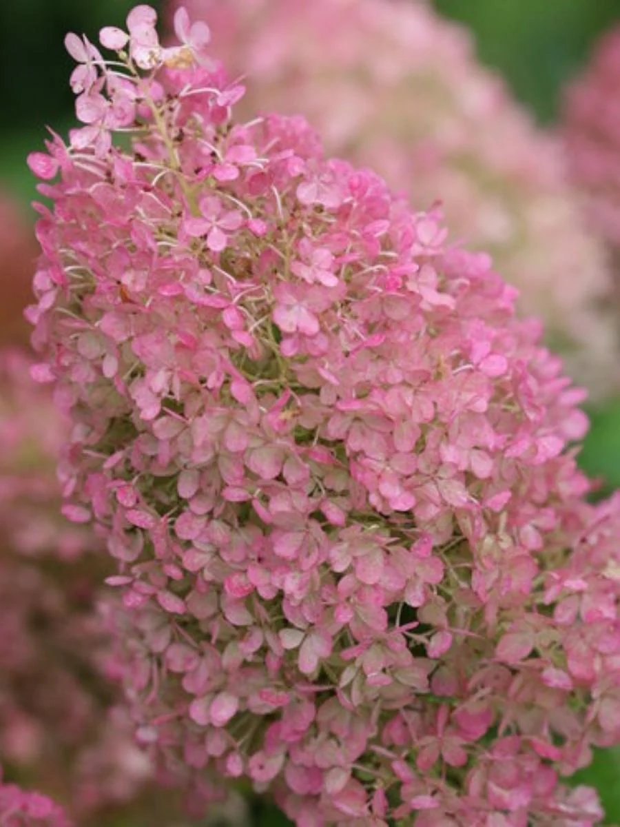 Hydrangea Panicle | Bobo - Image 3