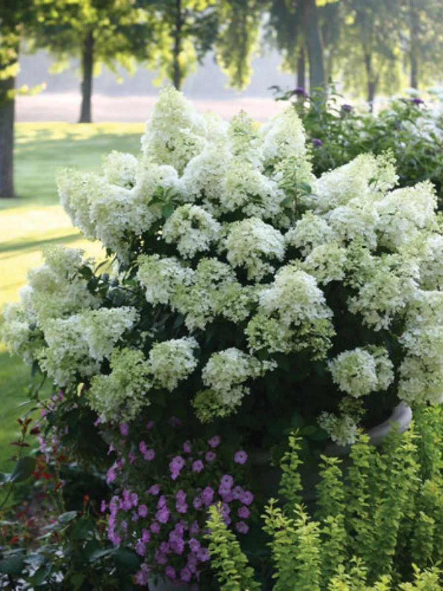 Hydrangea Panicle | Bobo - Image 4