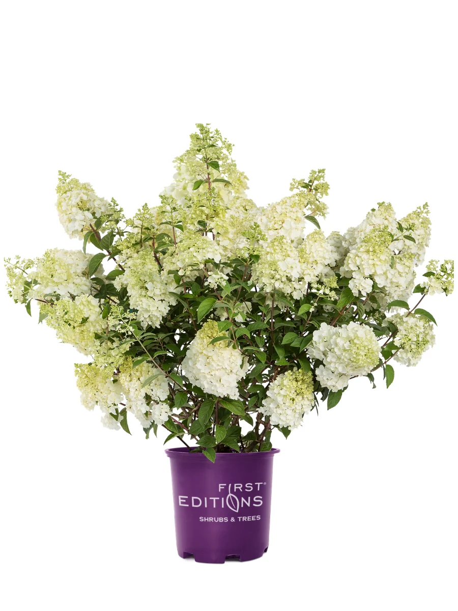 Hydrangea Panicle | Strawberry Sundae® - Image 3