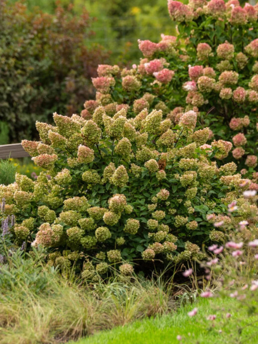 Hydrangea Panicle | Strawberry Sundae® - Image 4