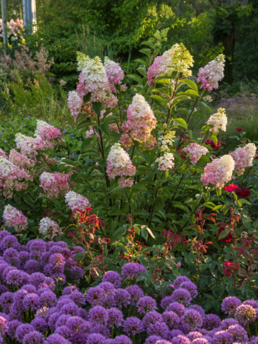 Hydrangea Panicle | Vanilla Strawberry™ - Image 3