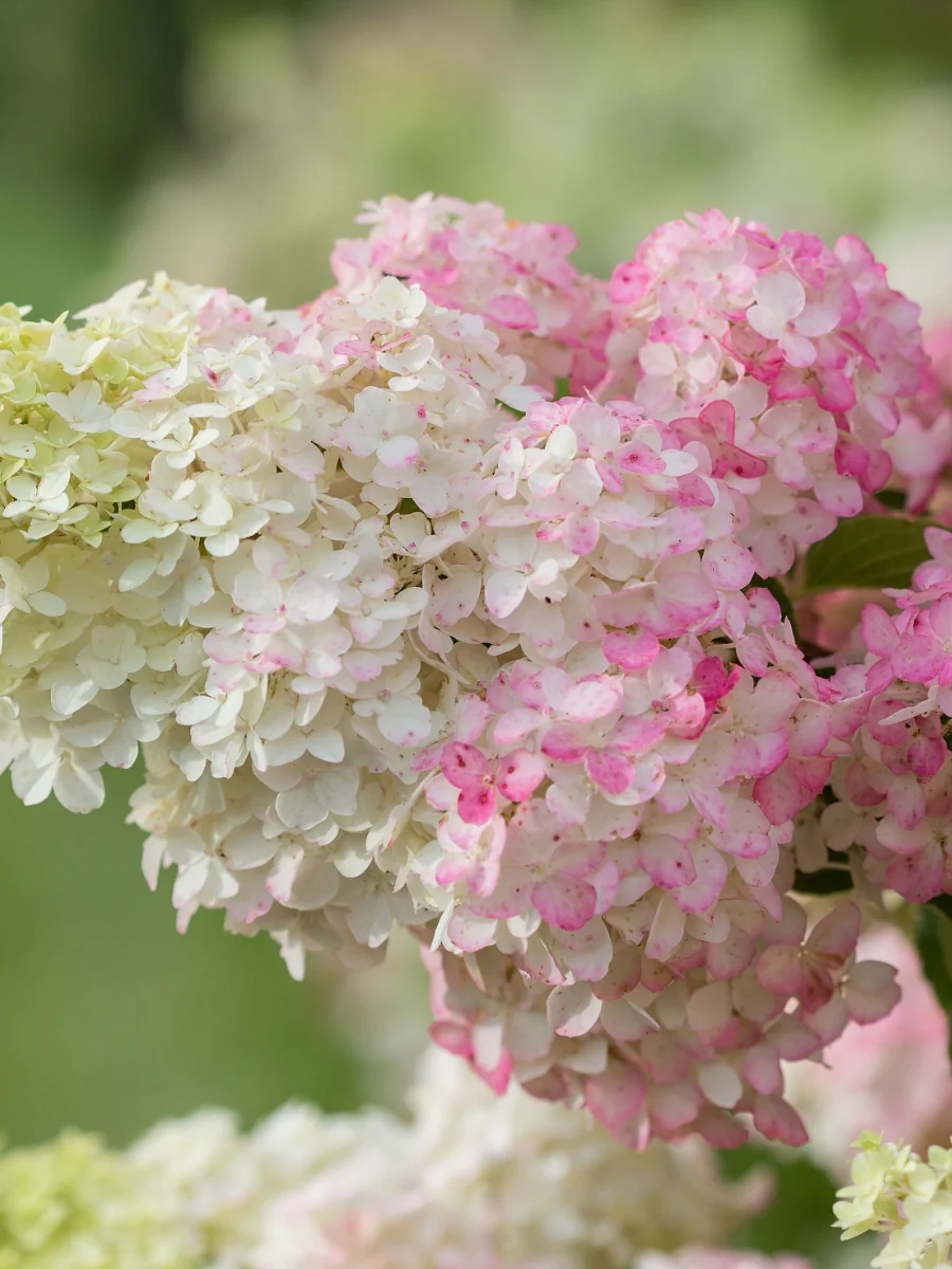 Hydrangea Panicle | Berry White® - Image 3