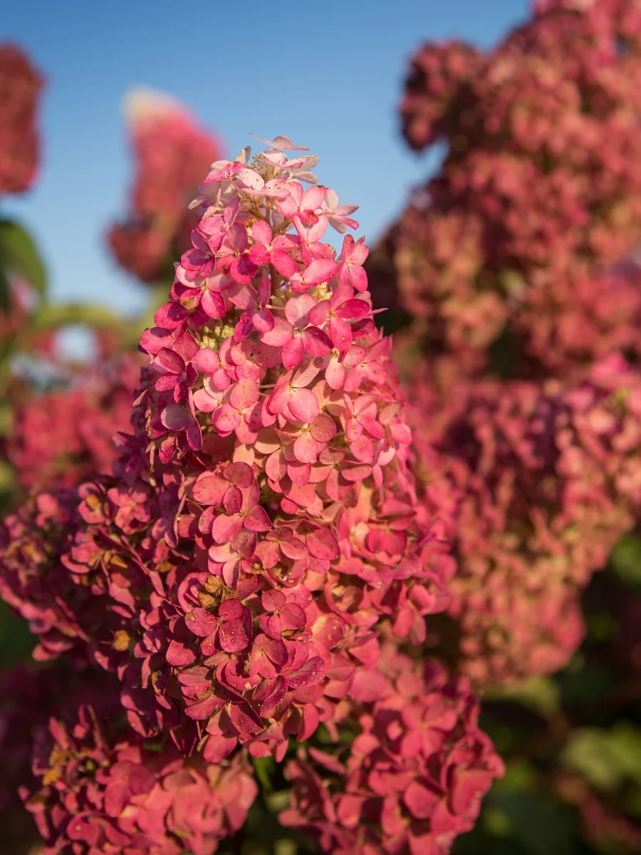 Hydrangea Panicle | Berry White® - Image 4