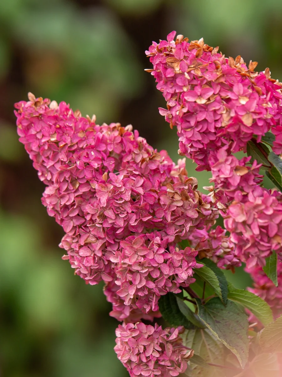 Hydrangea Panicle | Berry White® - Image 5