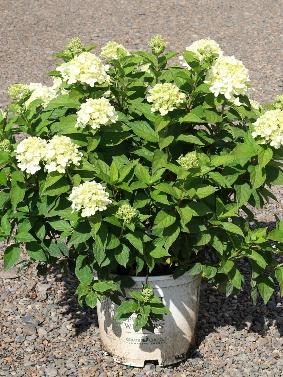 Hydrangea Panicle | Limelight - Image 3