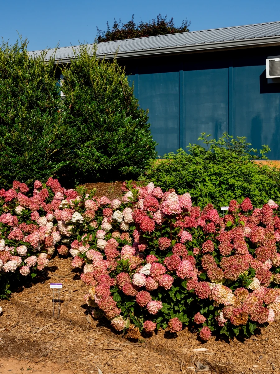 Hydrangea Panicle | Spring Sizzle® 2G - Image 4