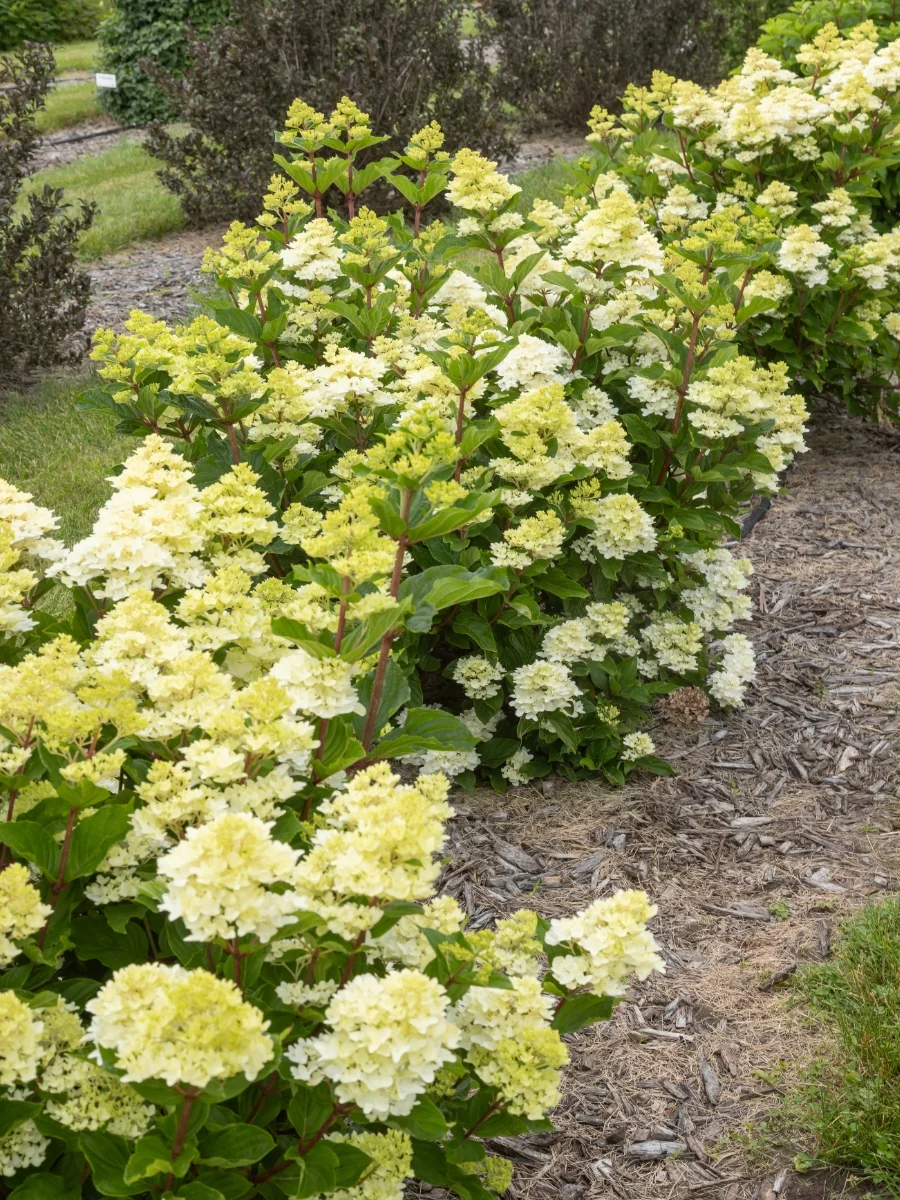 Hydrangea Panicle | Spring Sizzle® 2G - Image 5