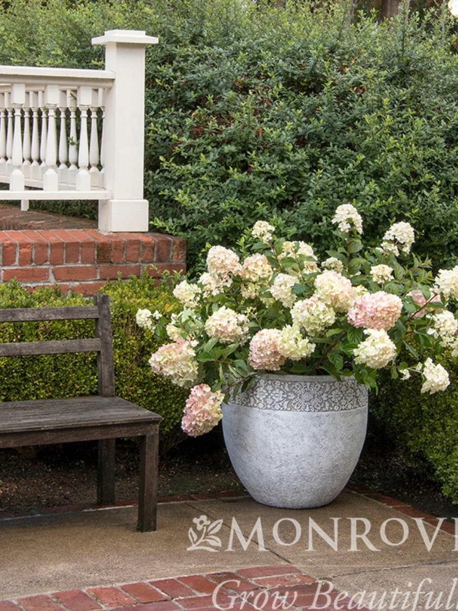 Hydrangea Panicle | Strawberry Shake™ - Image 3