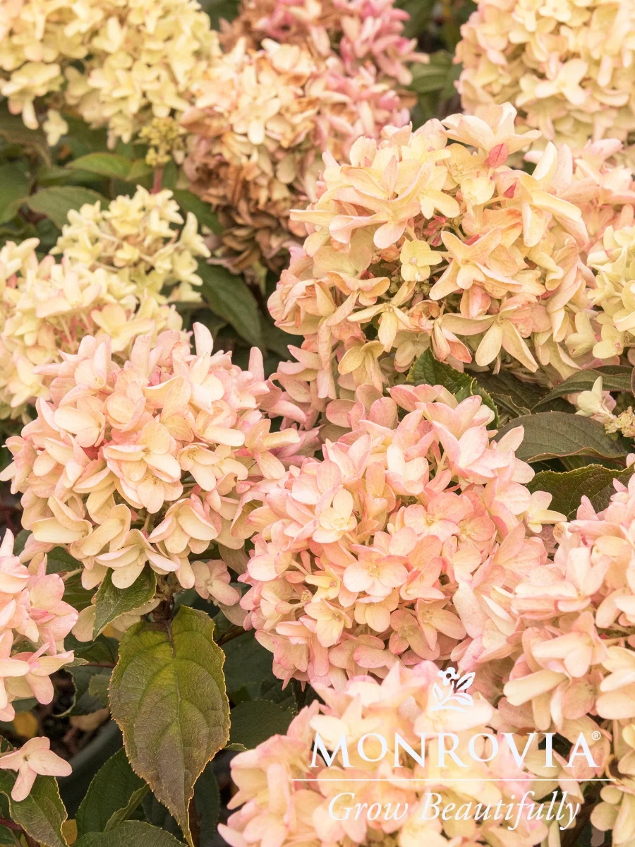 Hydrangea Panicle | Strawberry Shake™ - Image 4