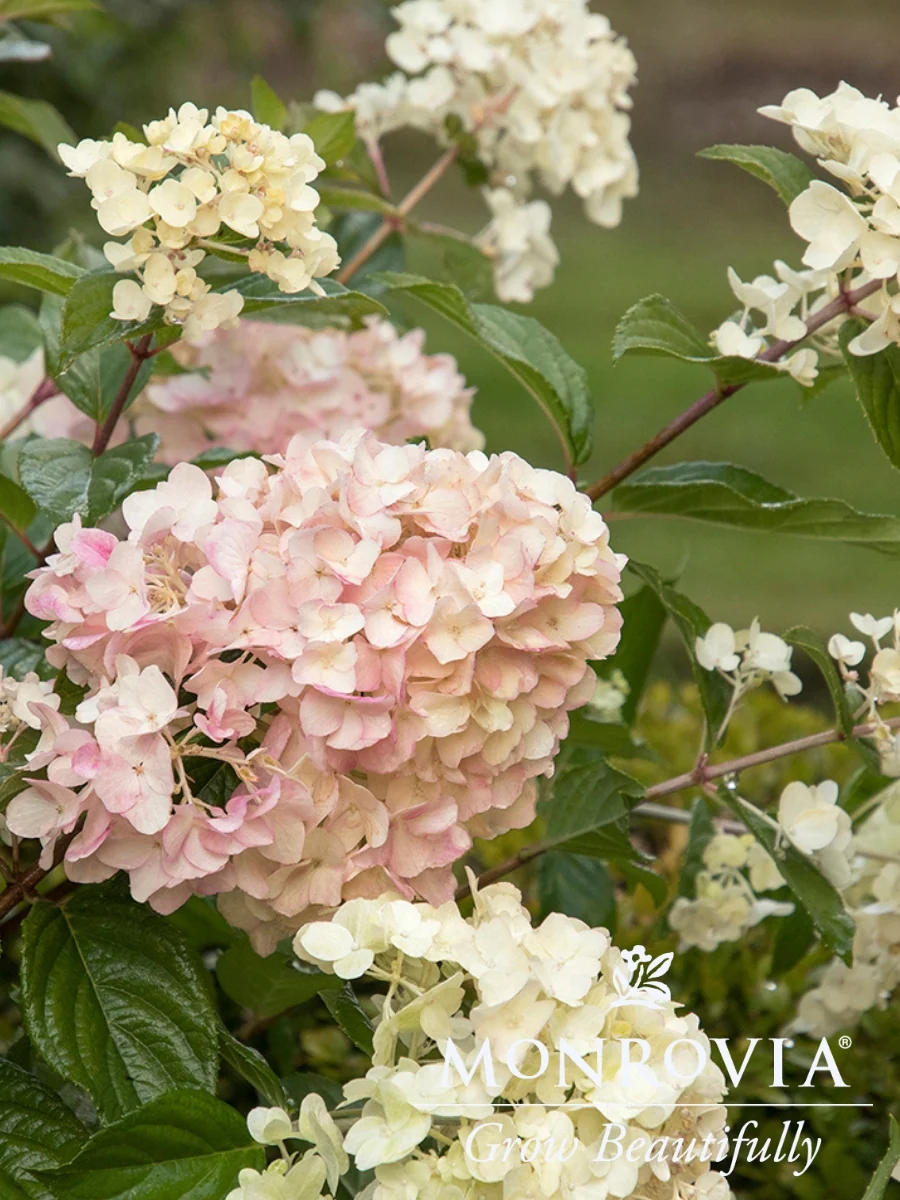 Hydrangea Panicle | Strawberry Shake™ - Image 5