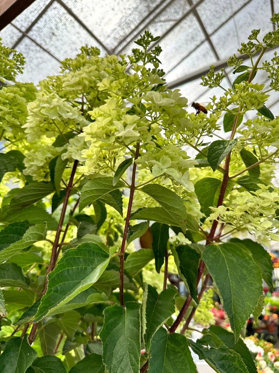 Hydrangea Panicle Tree | Berry White® 7G - Image 3