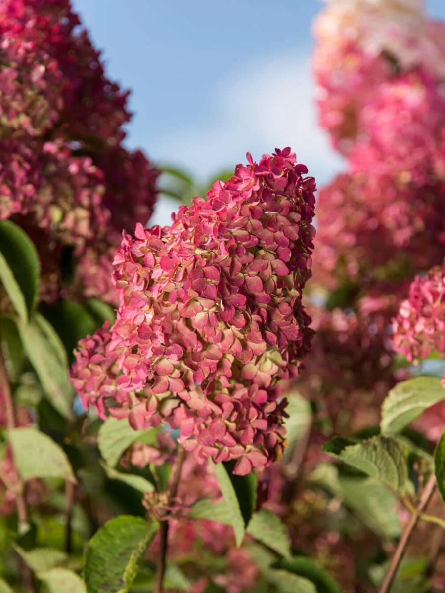 Hydrangea Panicle Tree | Berry White® 7G - Image 4
