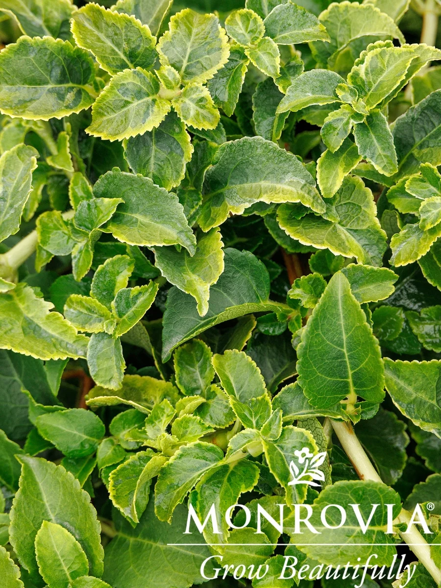 Hydrangea petiolaris 'Miranda' 2G - Image 3