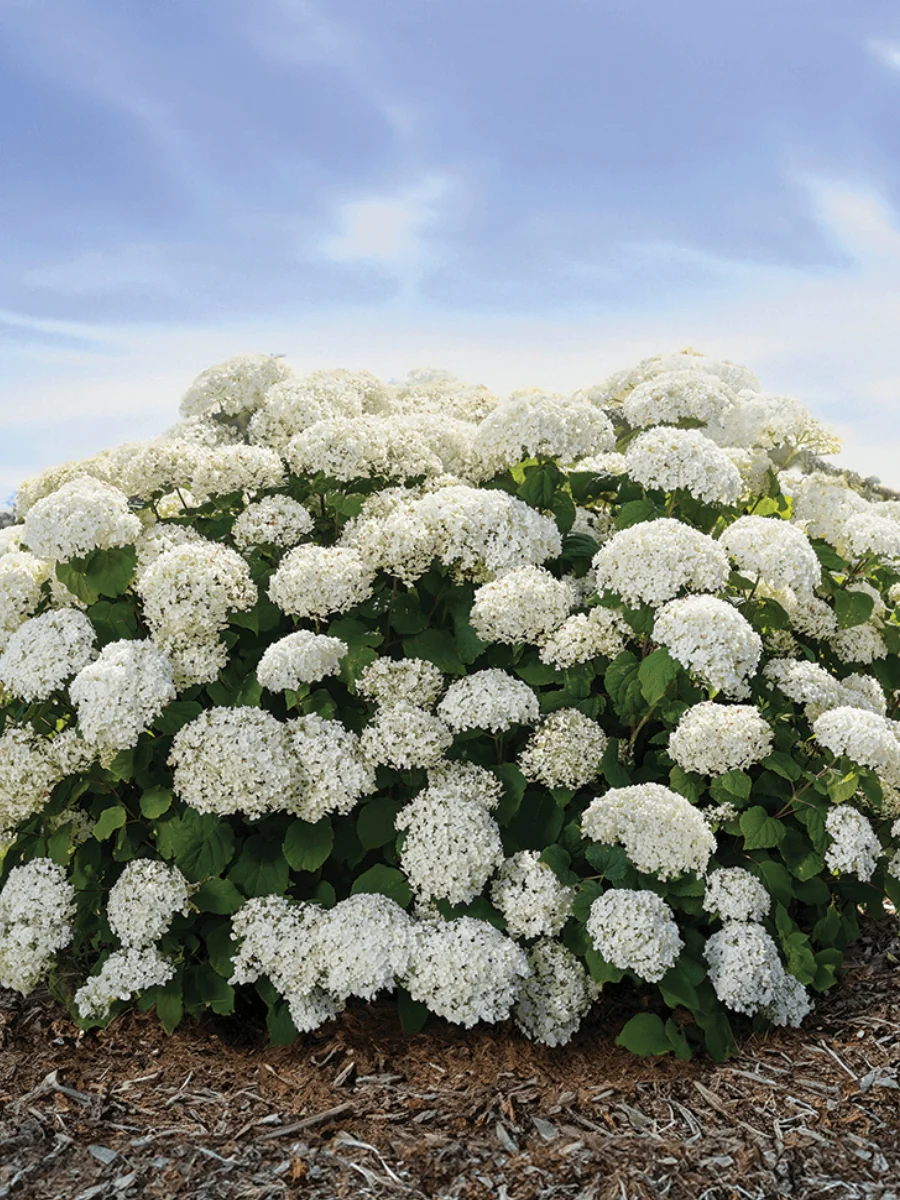Hydrangea Arborescens | 'FlowerFull™'