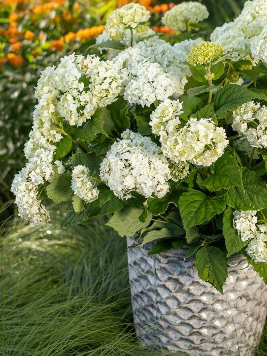 Hydrangea Arborescens | 'FlowerFull™' - Image 2