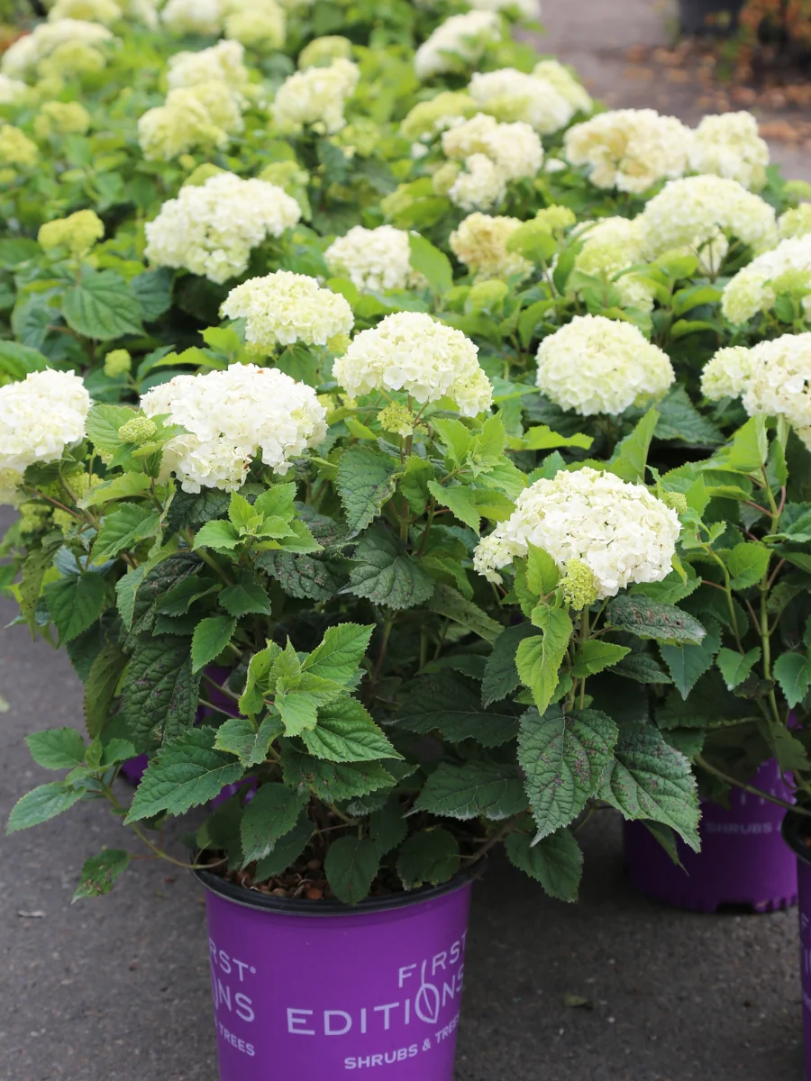Hydrangea Arborescens | 'FlowerFull™' - Image 3