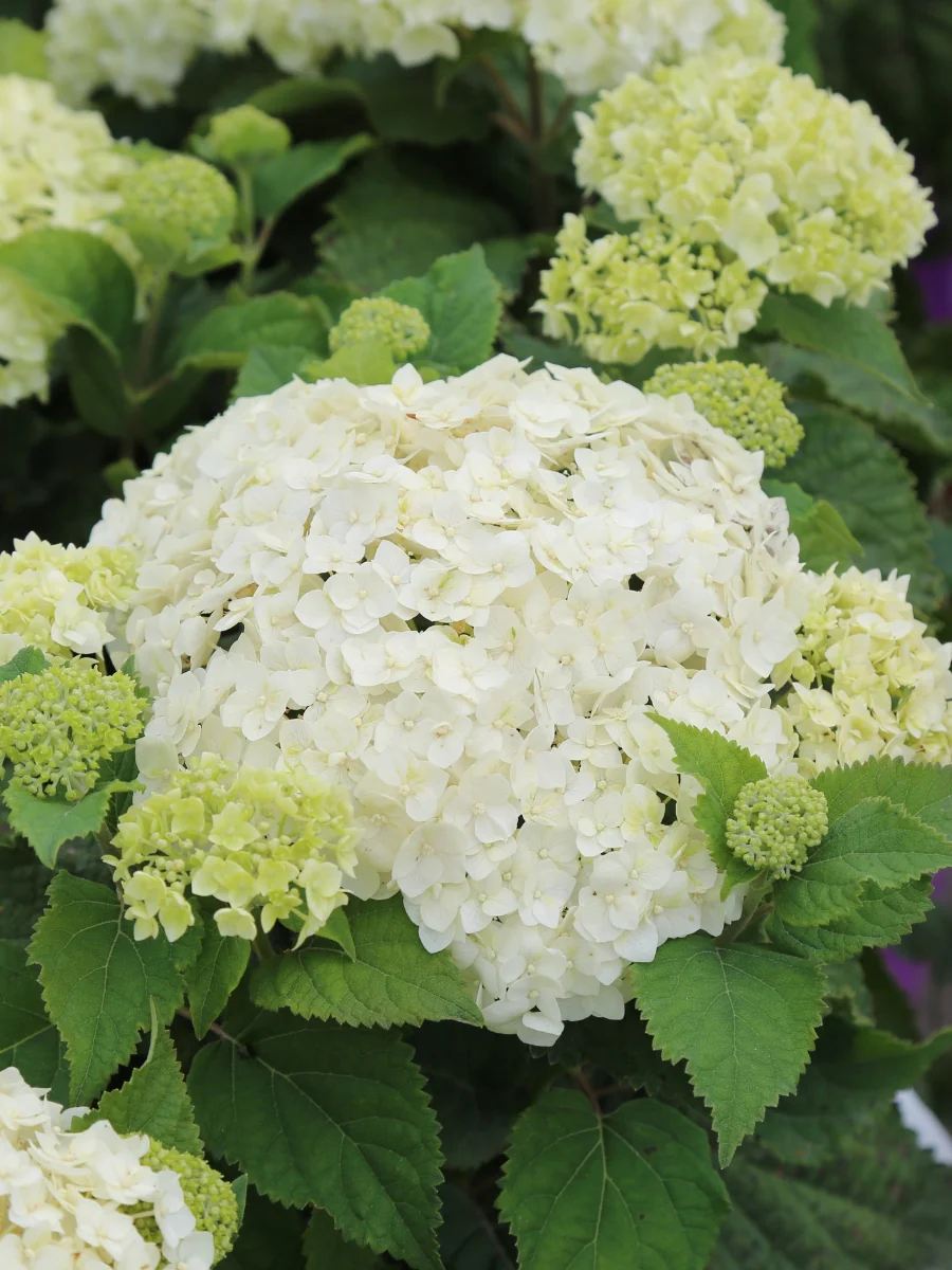 Hydrangea Arborescens | 'FlowerFull™' - Image 4