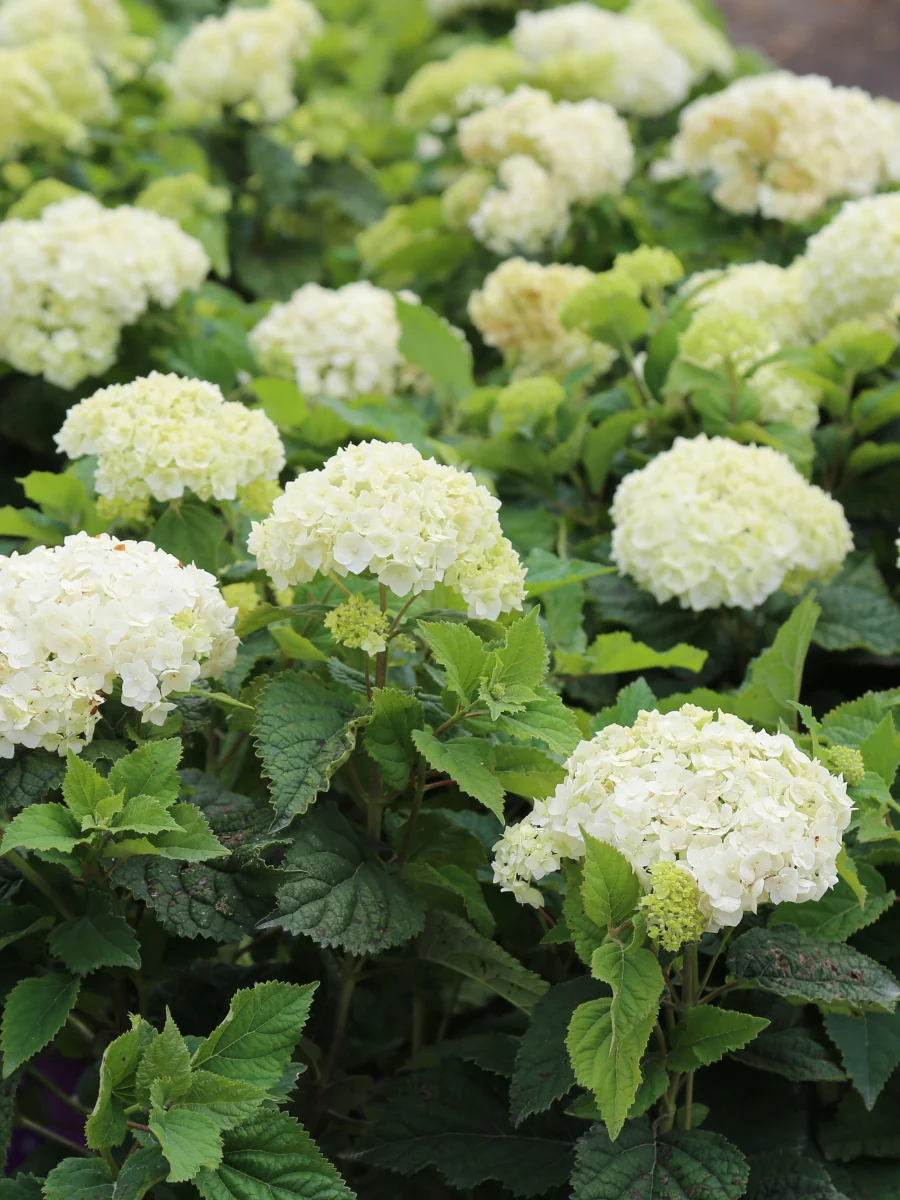 Hydrangea Arborescens | 'FlowerFull™' - Image 5