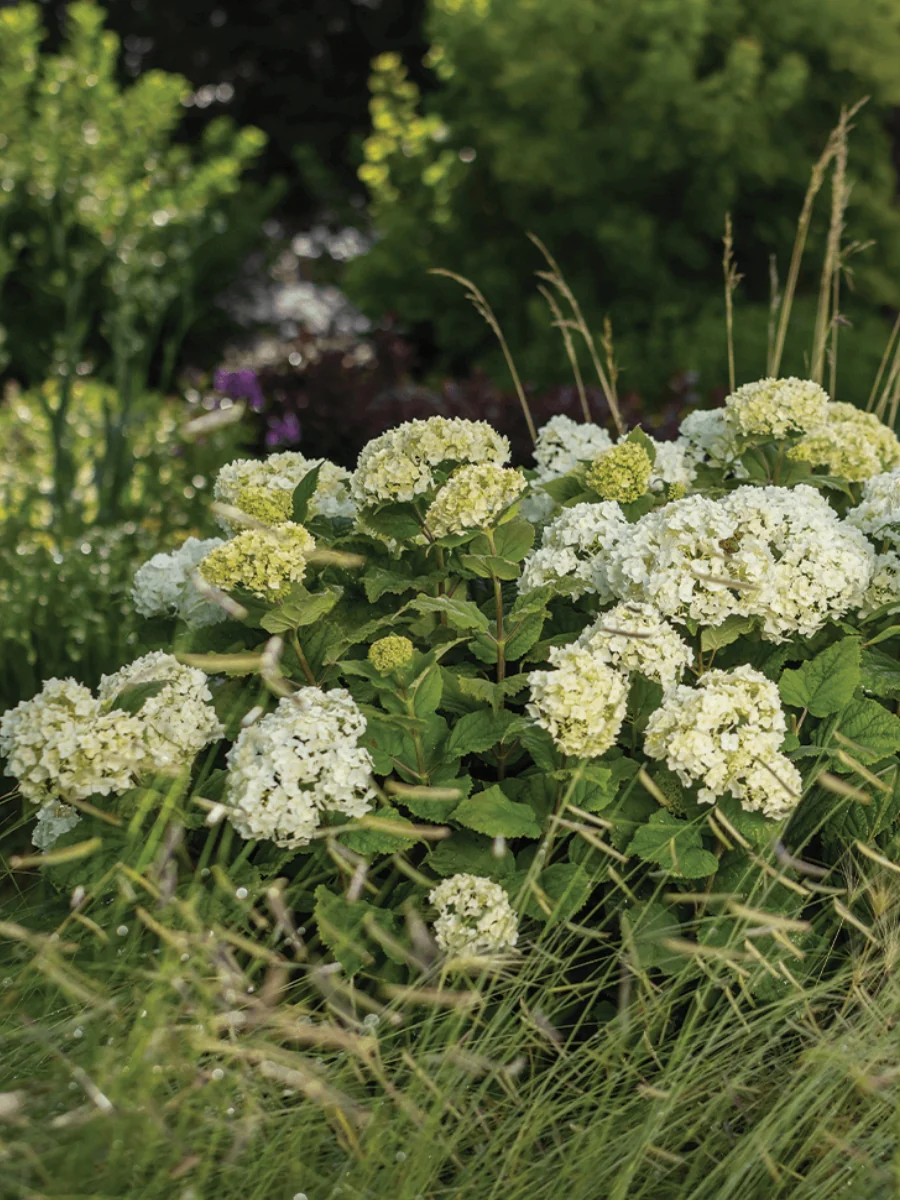 Hydrangea Arborescens | 'FlowerFull™' - Image 6