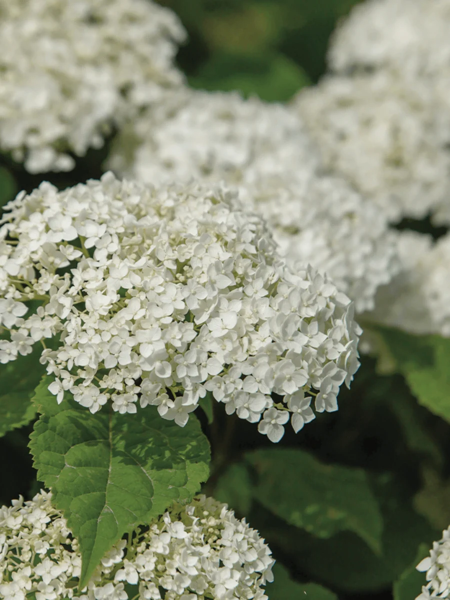 Hydrangea Arborescens | 'FlowerFull™' - Image 7