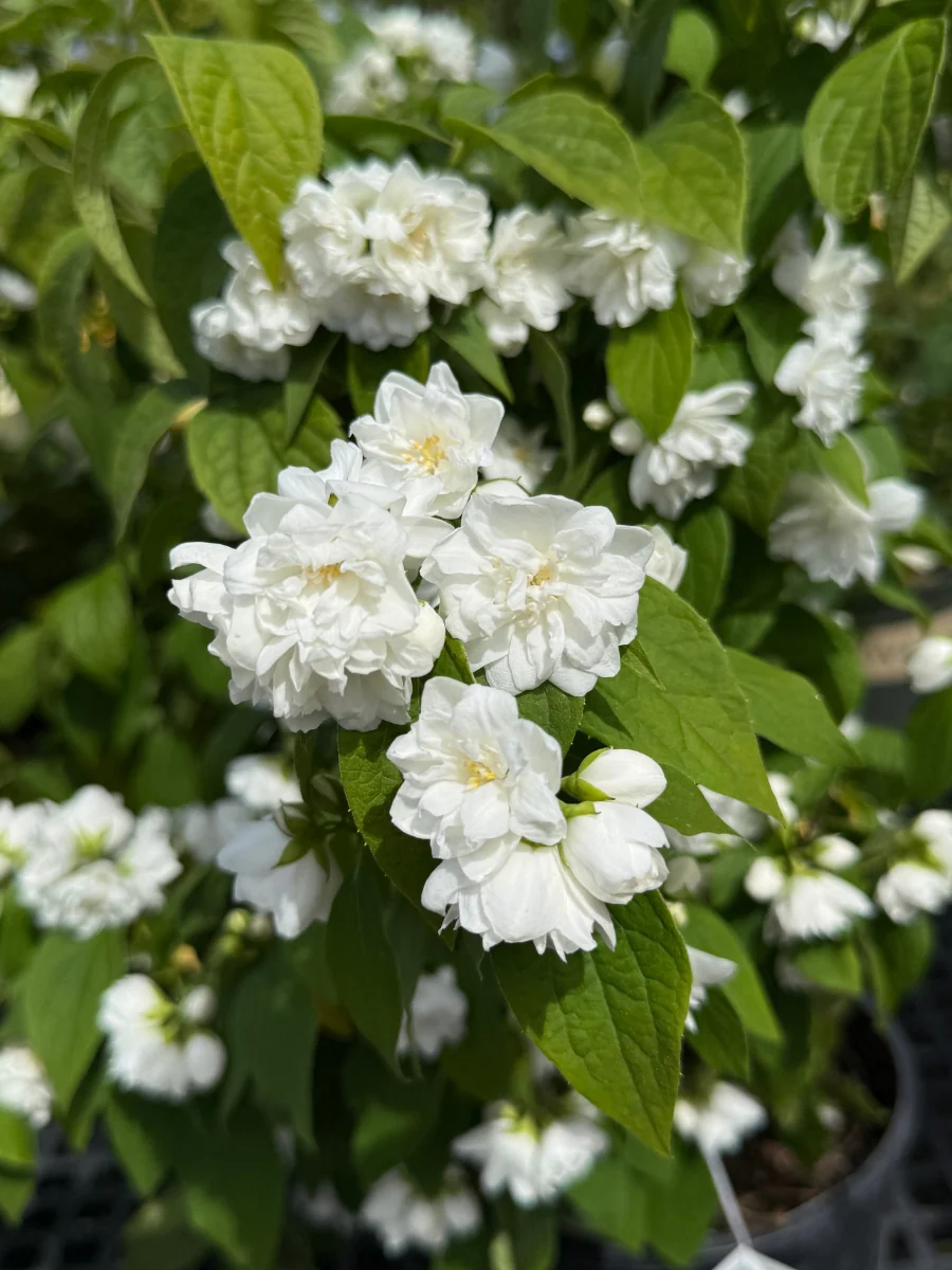 'Illuminati Spice' Mock Orange 2G