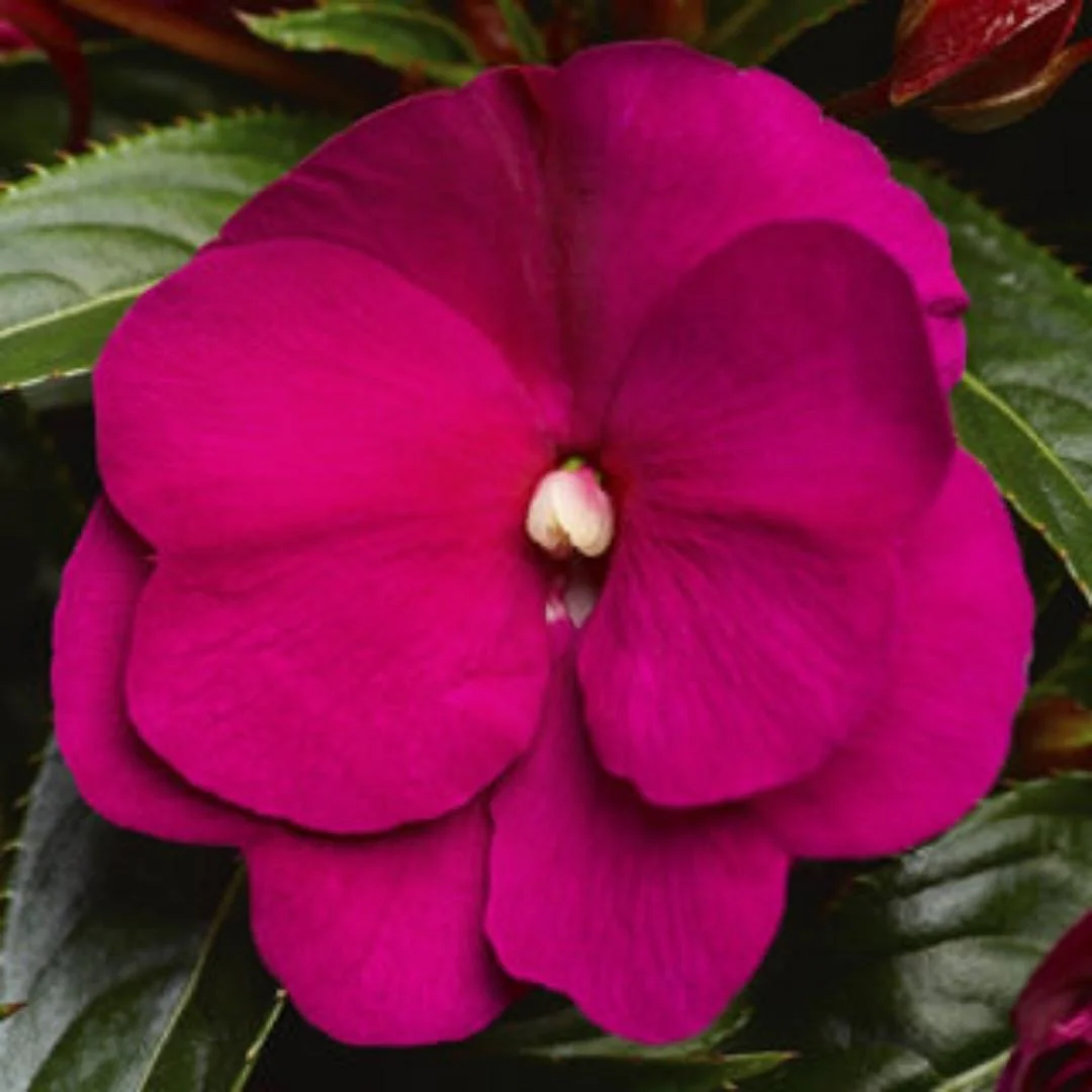 Impatien New Guinea Sonic®️ Deep Purple