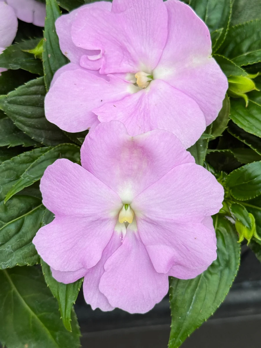 Impatien New Guinea Sonic®️ Light Lavender 4''