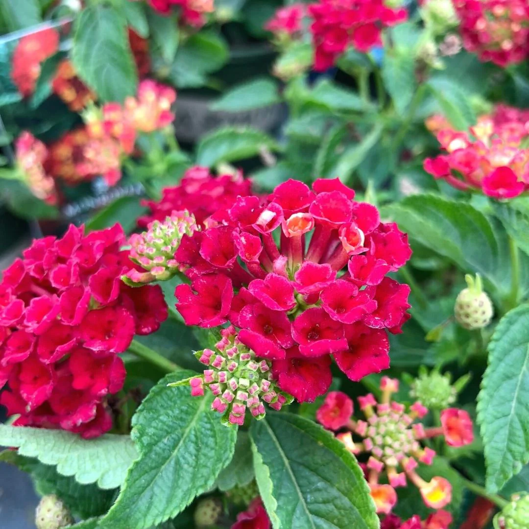 Lantana Hot Blooded 1G - Image 3