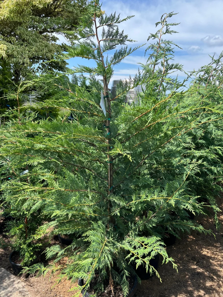 Leyland Cypress - Image 3