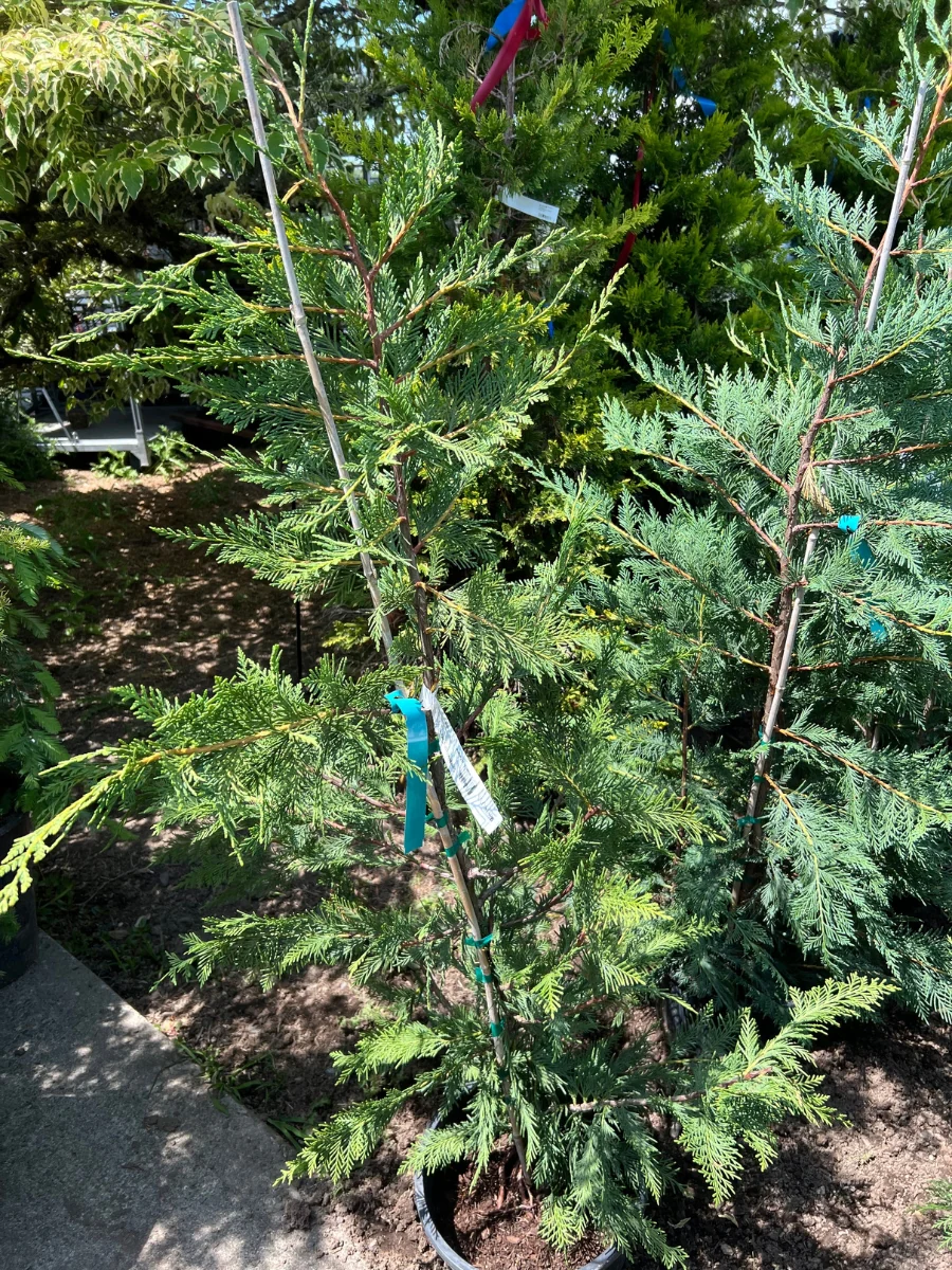 Leyland Cypress - Image 4