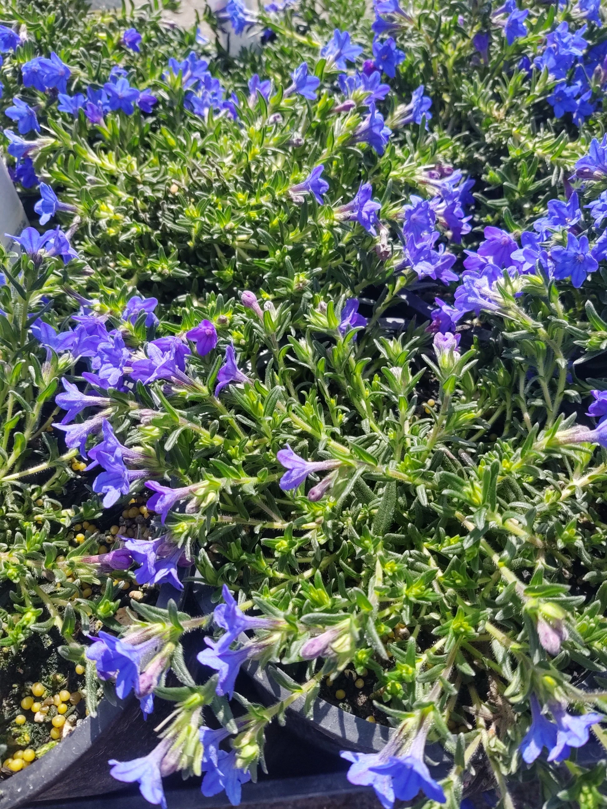 Lithodora Grace Ward - Image 3