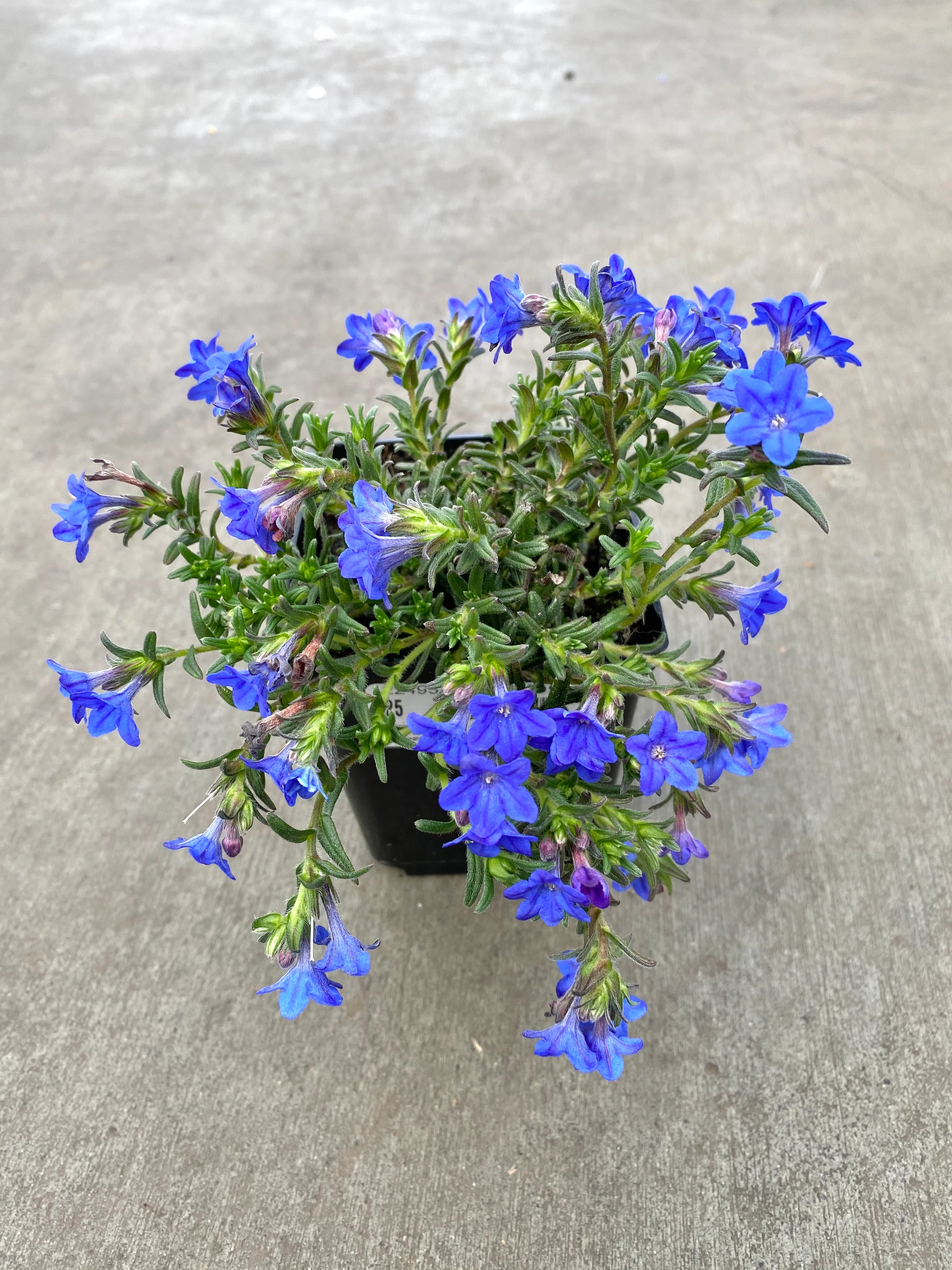 Lithodora Grace Ward - Image 4