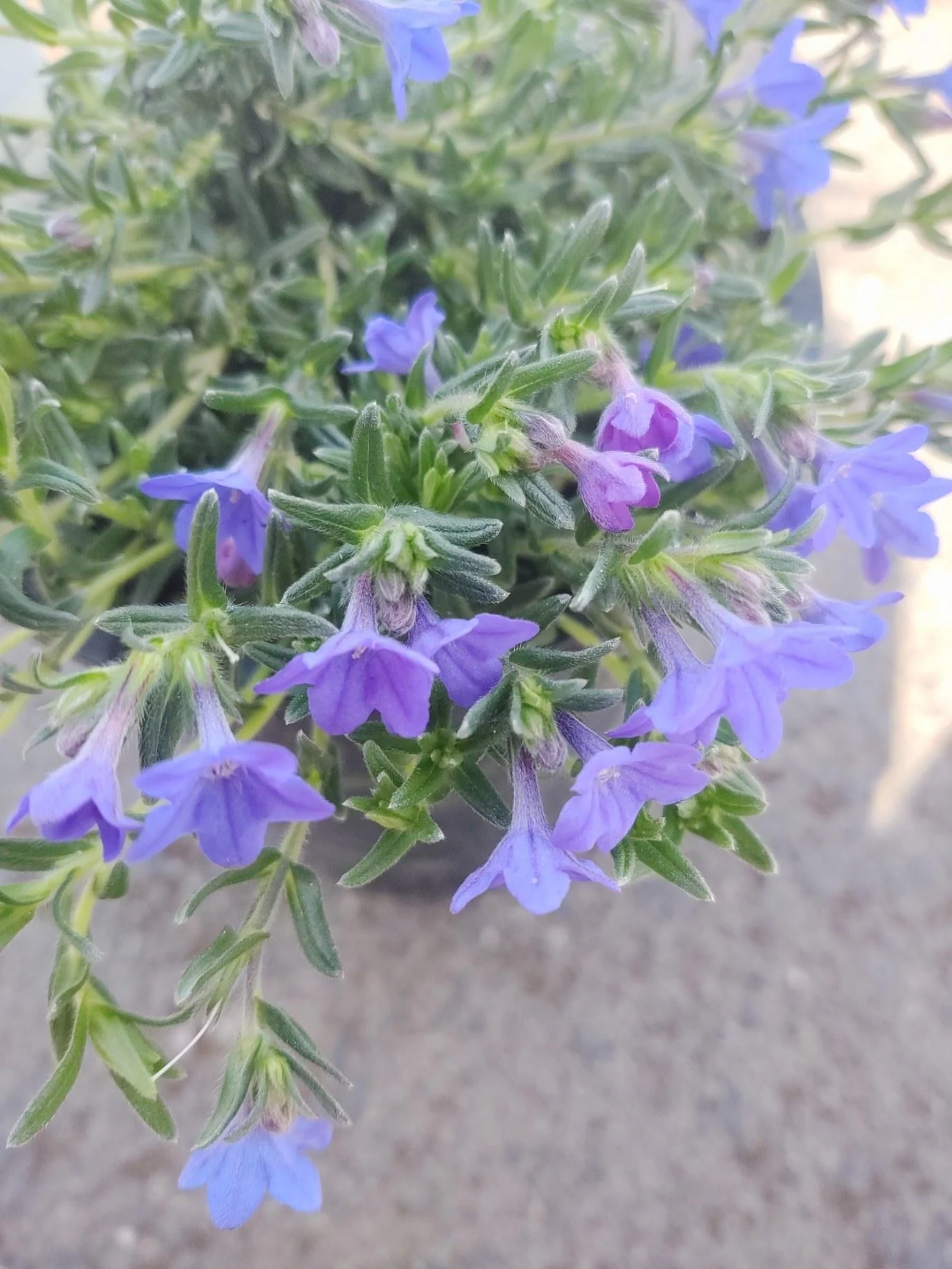 Lithodora Grace Ward - Image 5