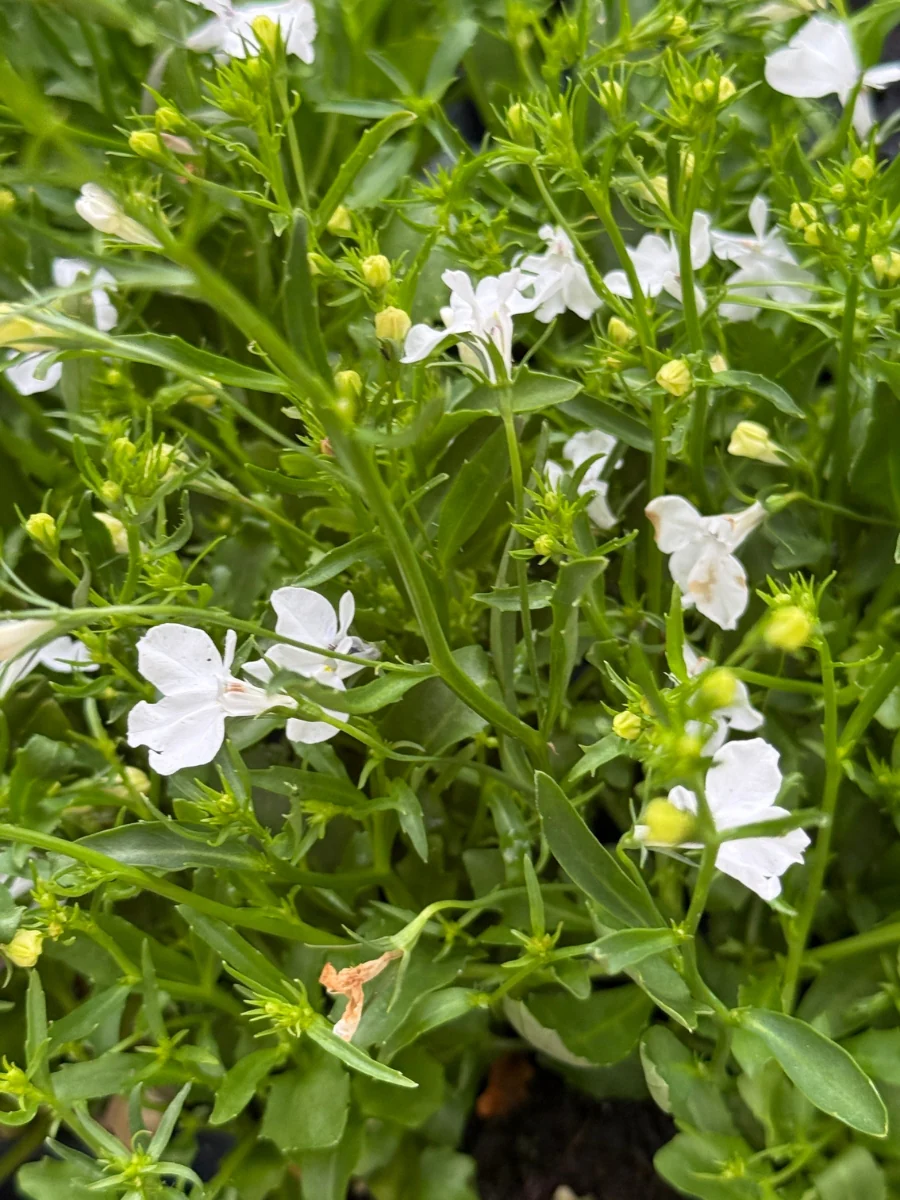 Lobelia 'Regatta White' Pack