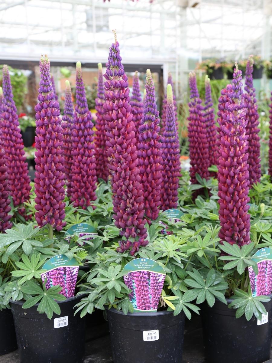 Lupine 'Westcountry Masterpiece' 2G