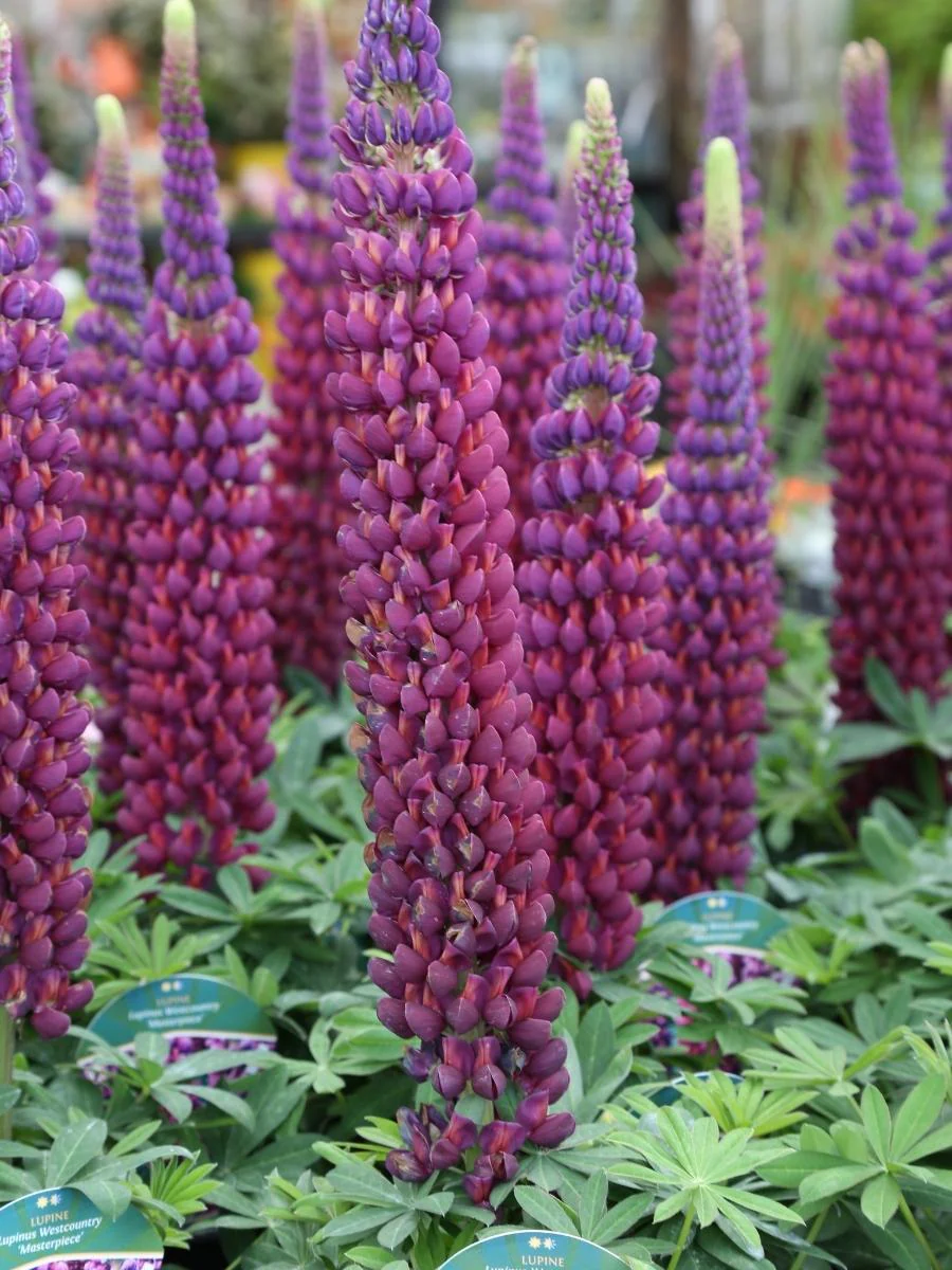 Lupine 'Westcountry Masterpiece' 2G - Image 2