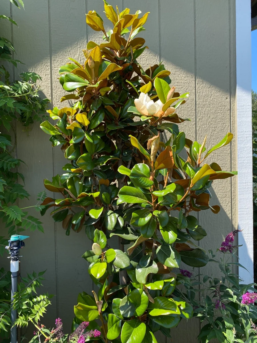 Magnolia Southern 'Teddy Bear' 7G - Image 3