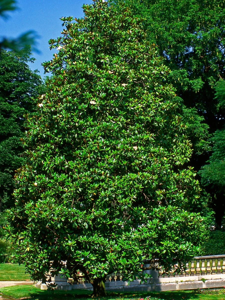 Magnolia Southern 'Teddy Bear' 7G - Image 4