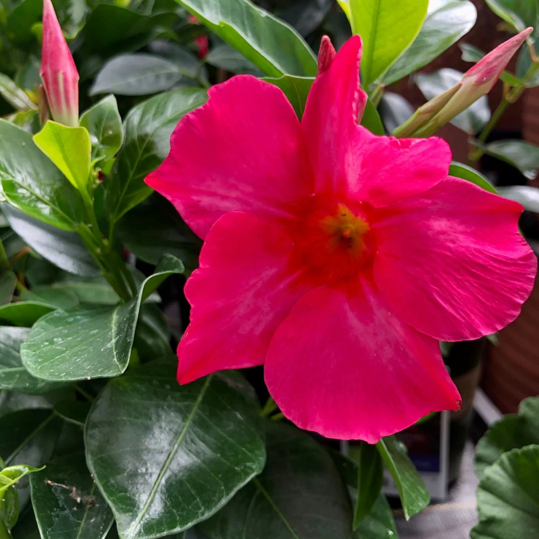 Mandevilla Coral Pink Qt. - Image 3