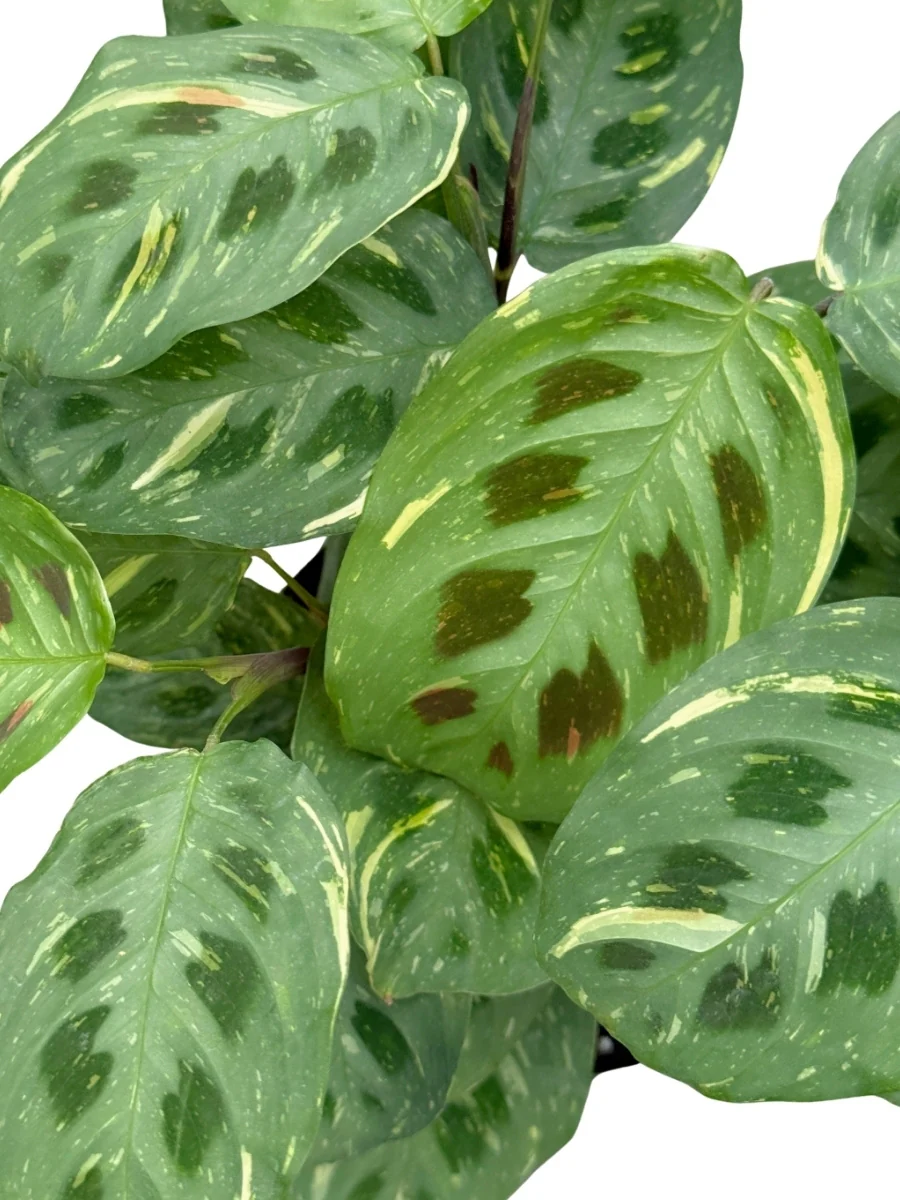 Maranta Beauty Kim 6''
