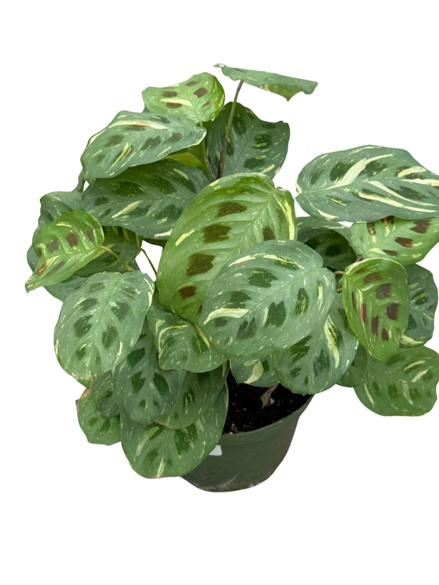 Maranta Beauty Kim 6'' - Image 2