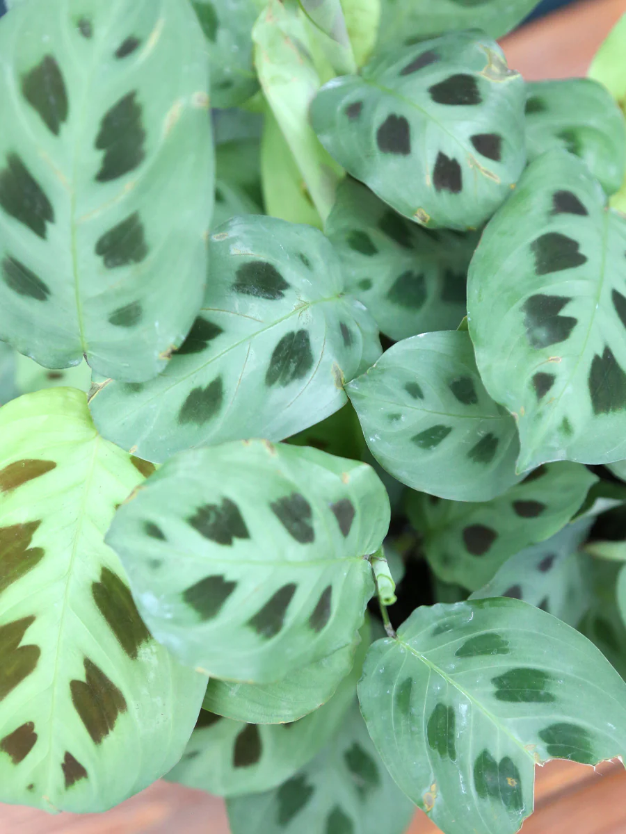 Maranta Prayer Plant Green - Image 3