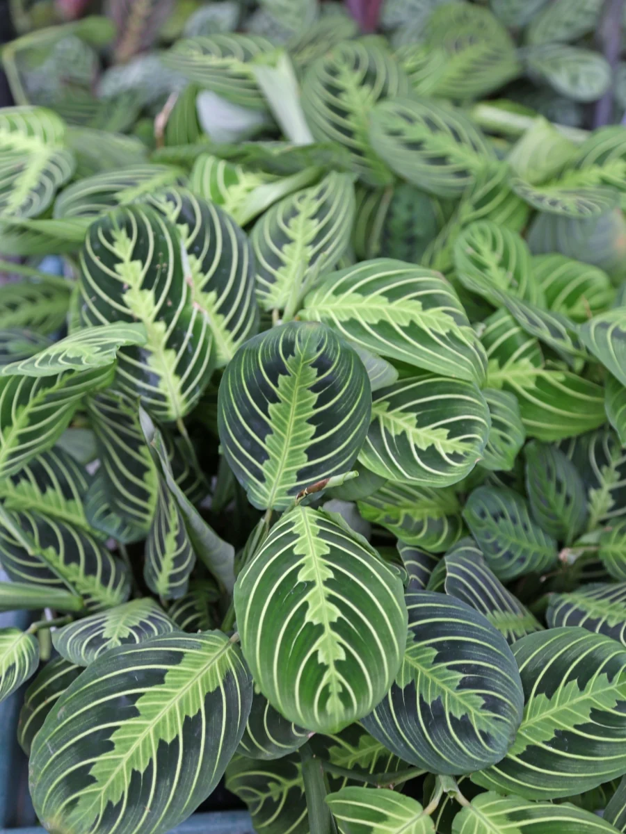 Maranta Prayer Plant 'Lemon Lime' 6" - Image 2