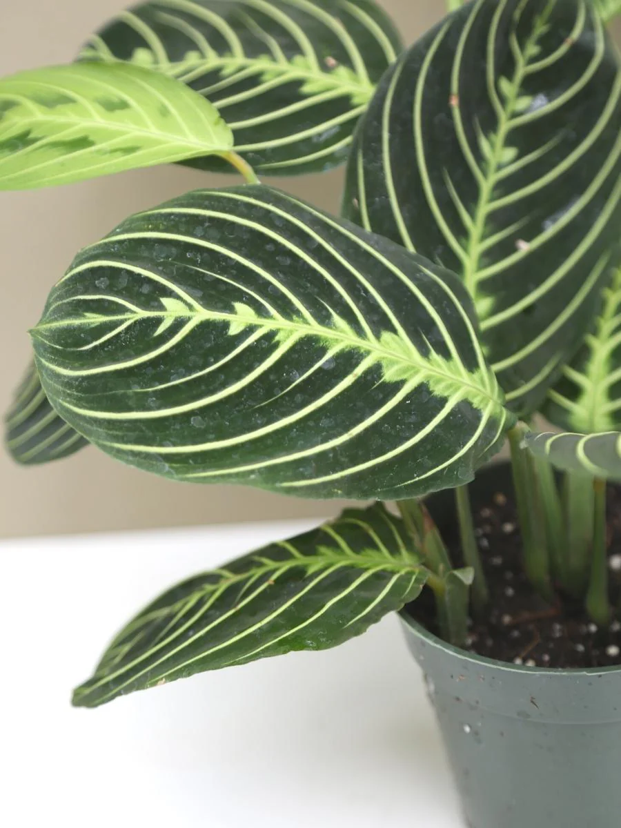 Maranta Prayer Plant 'Lemon Lime' 6" - Image 3